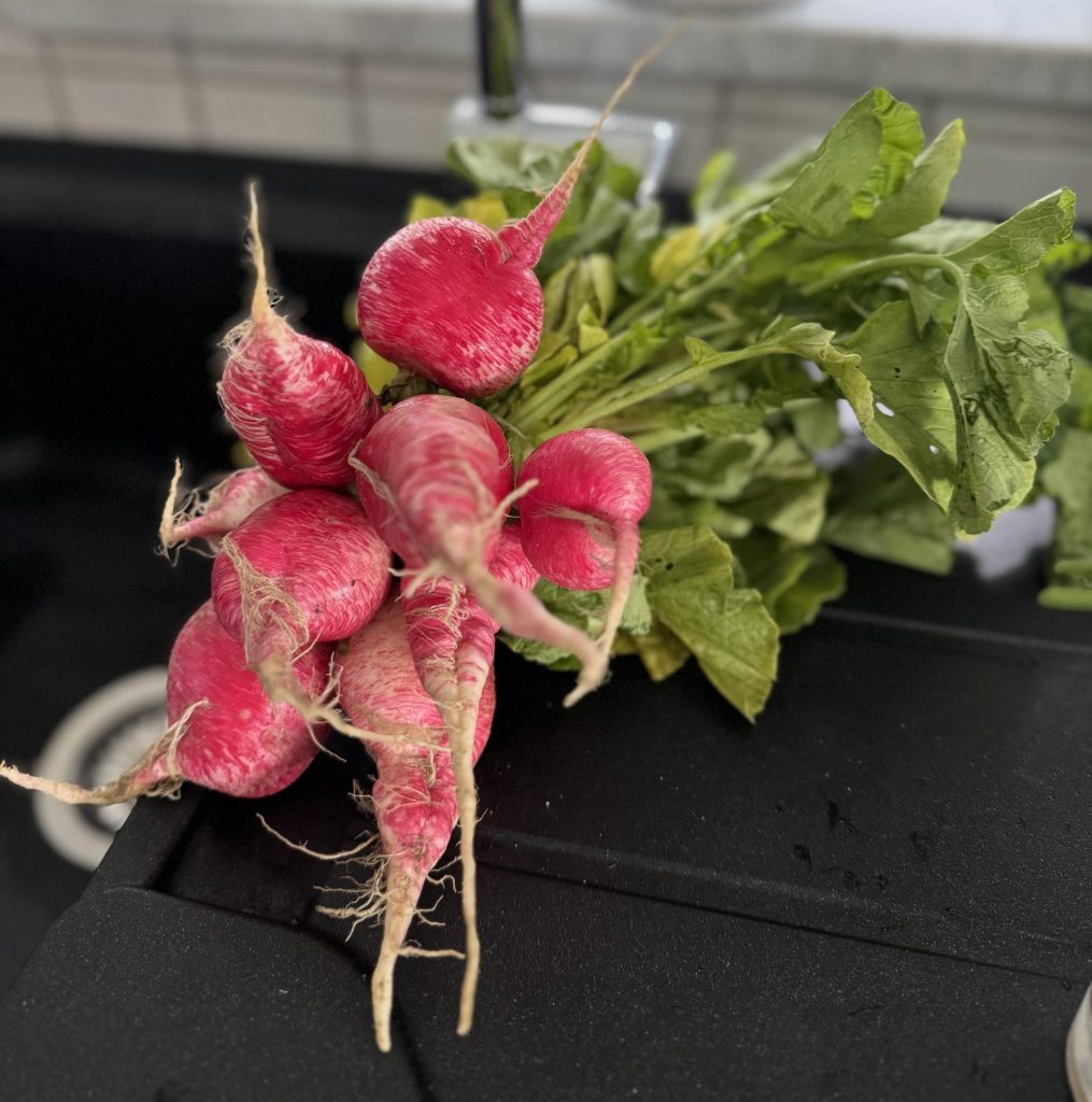 Radieschenbund liegt auf der Spüle in der Küche