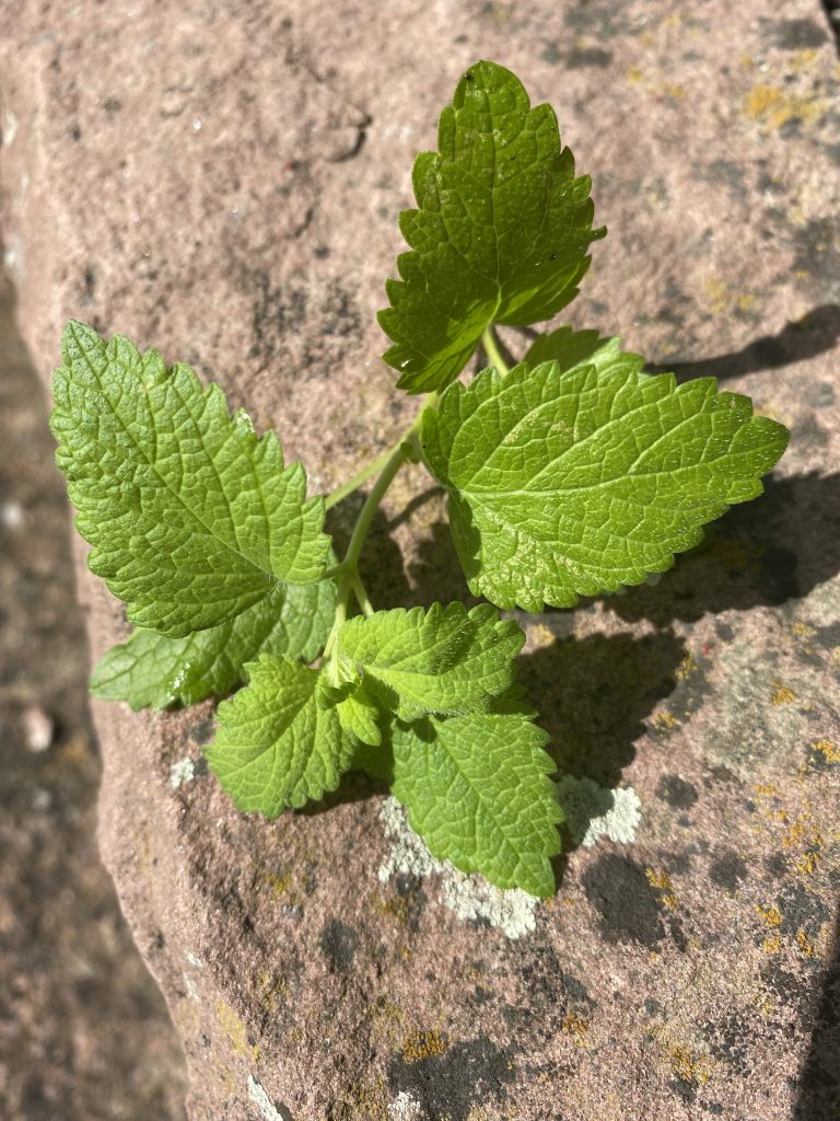 Zitronenmelisse: Erfrischendes Heilkraut